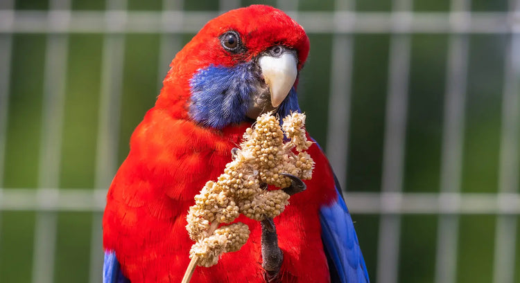 How Much Spray Millet Should You Offer Your Bird?