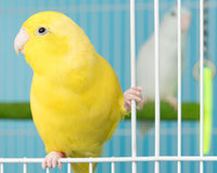 Everything You Need to Know About Disinfecting Bird Cages