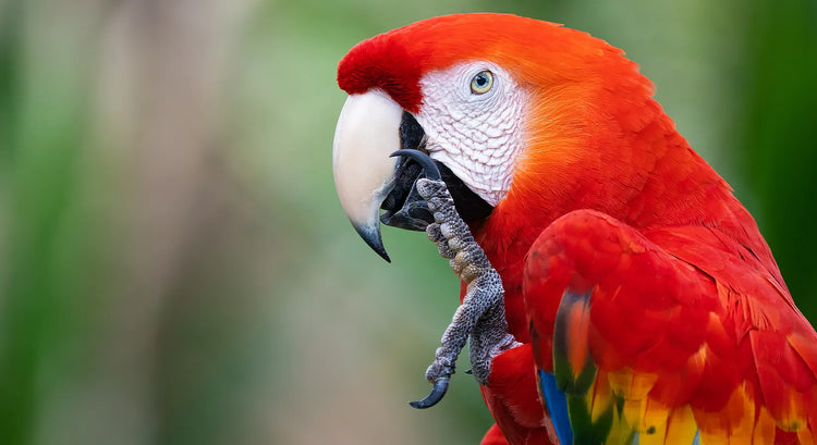 Prior Bird Experience - What Does It Really Mean