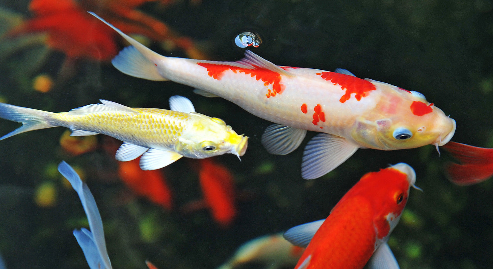 American Koi Exotic Wings Pet Things Inc