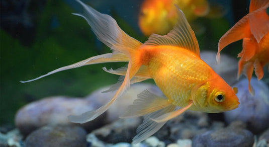 Fantail Goldfish