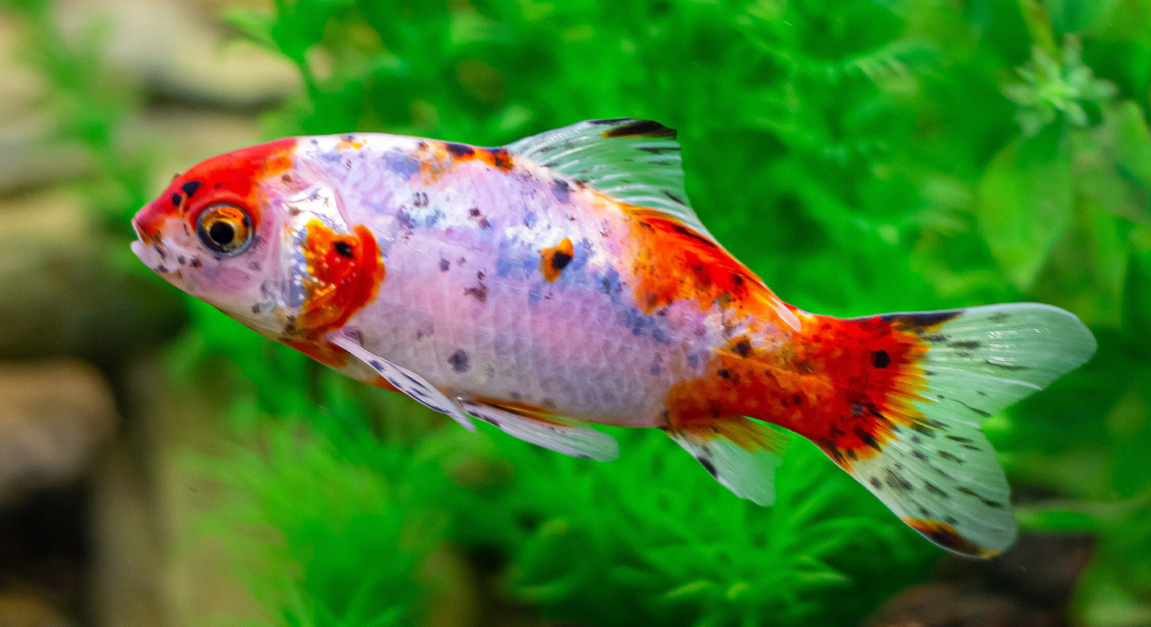 Goldfish enrichment toys outlet