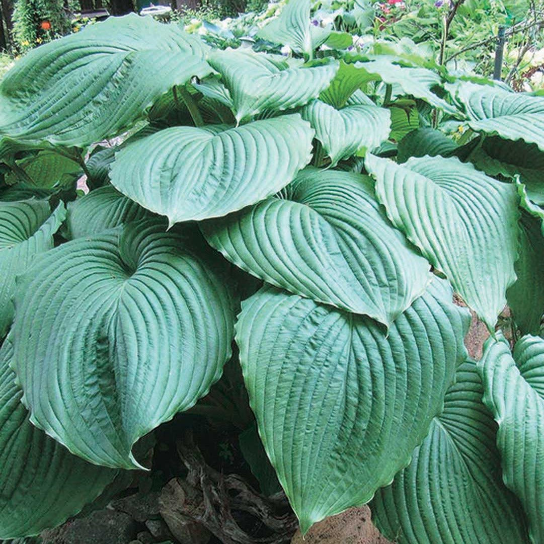 Empress Wu Novelty Hosta 1 Gal St. Clements Ontario Canada