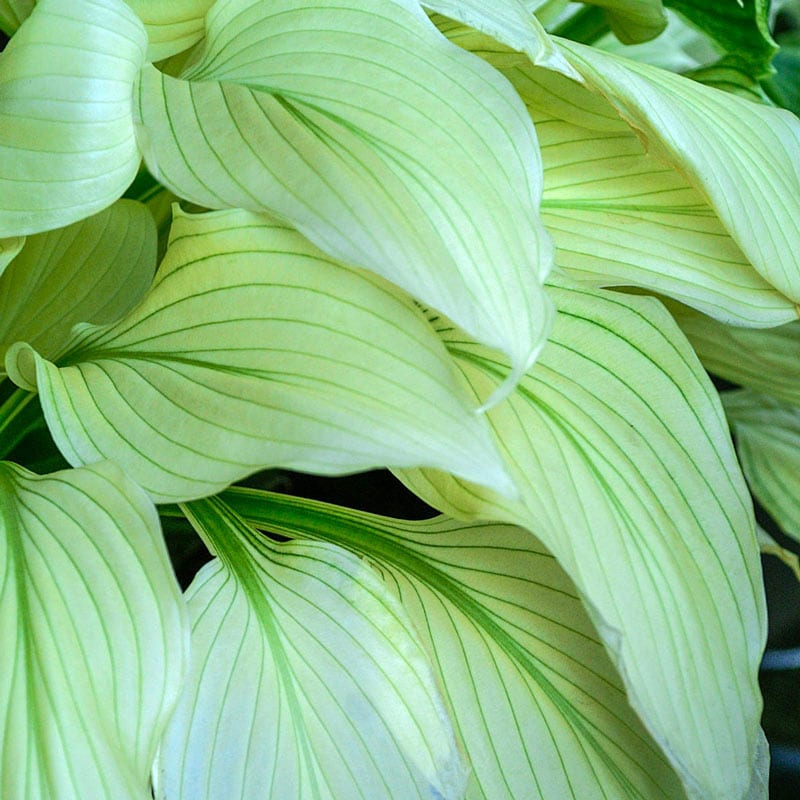Load image into Gallery viewer, White Feather Version 2.0 | Specialty Hosta 1 Gal