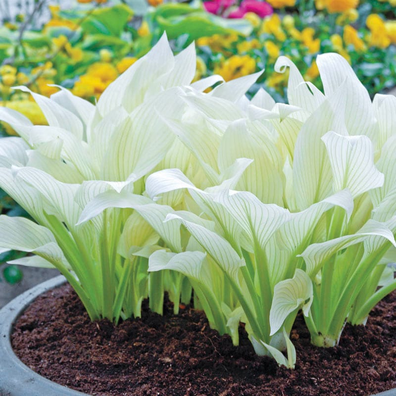 Load image into Gallery viewer, White Feather Version 2.0 | Specialty Hosta 1 Gal