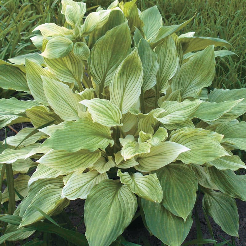 Load image into Gallery viewer, White Feather Version 2.0 | Specialty Hosta 1 Gal