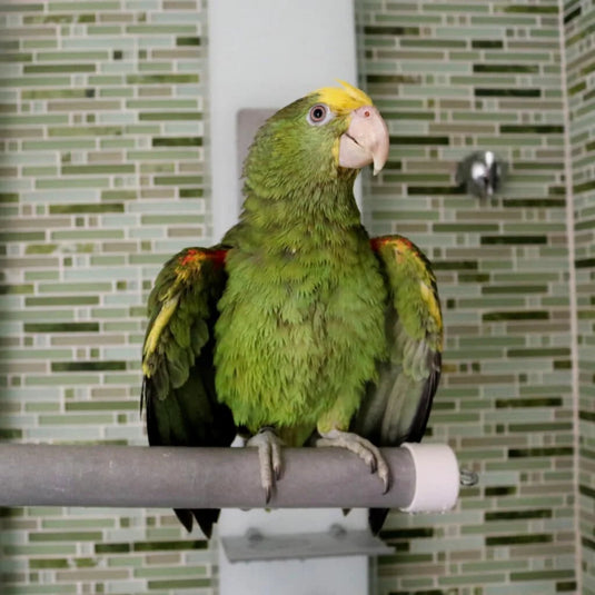 HARI Active Play Fold-Away Shower & Window Perch