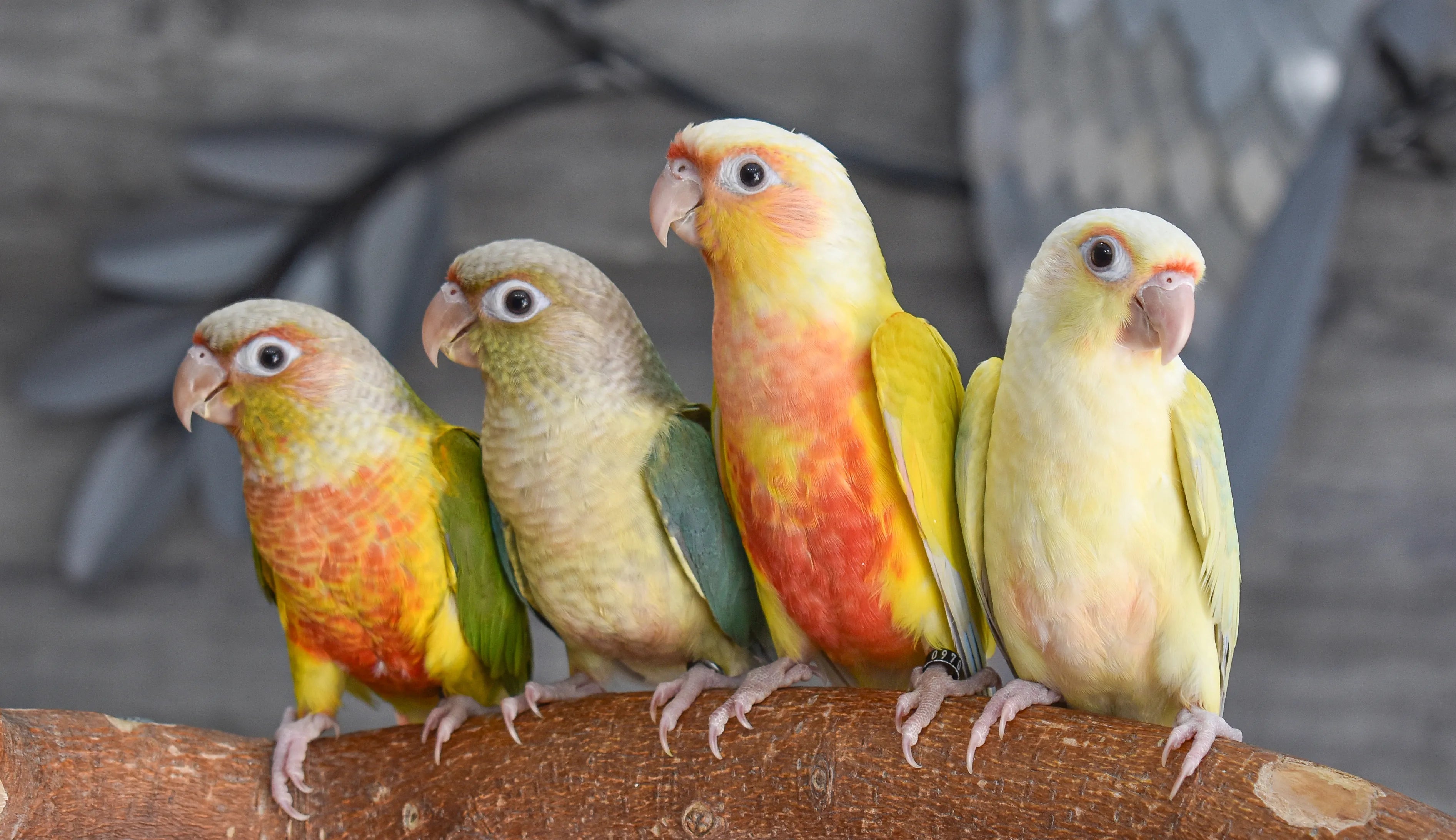 Green Cheek Conures