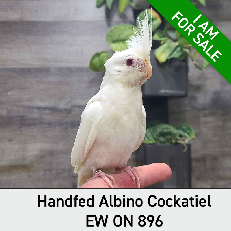 Load image into Gallery viewer, #Mutation_Albino