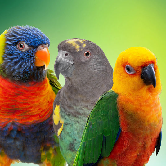 Medium Companion Pet Birds