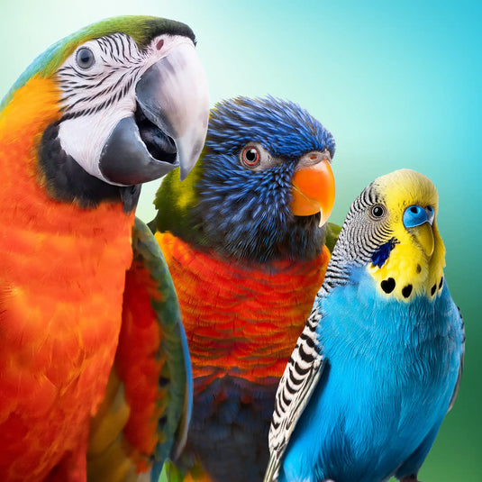 Specializing In Handfed, Friendly Pet Birds