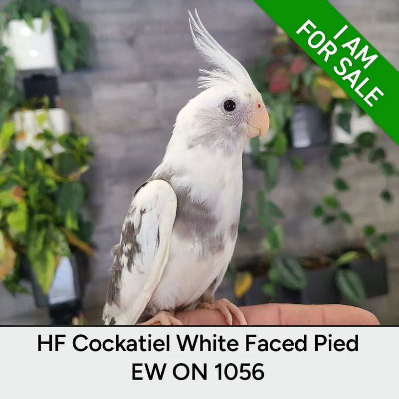 Load image into Gallery viewer, #Mutation_White Faced Pied