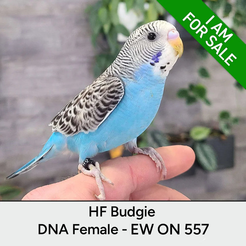 Load image into Gallery viewer, #Mutation_Blue