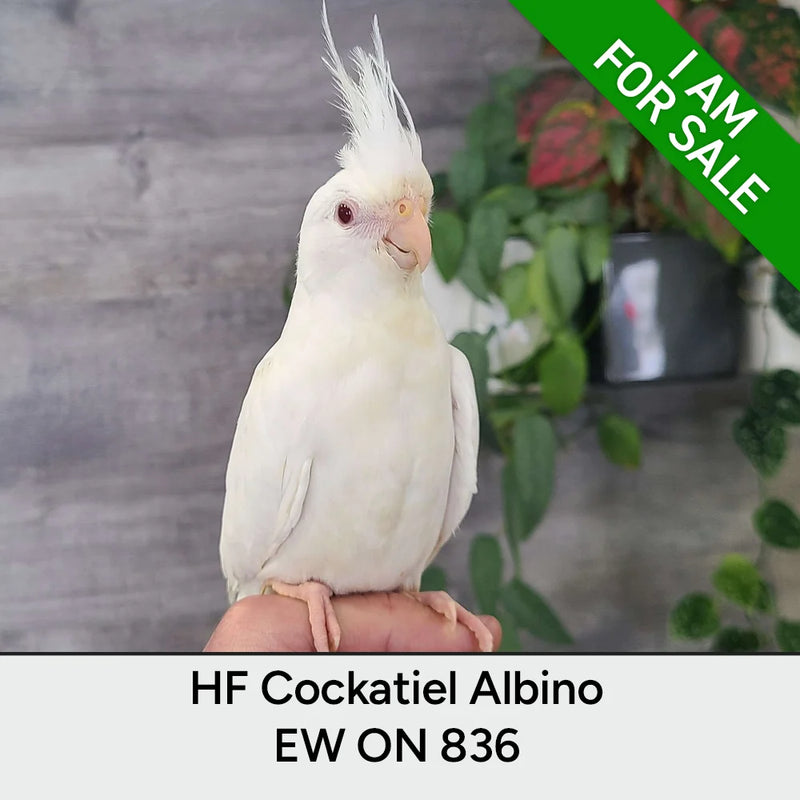 Load image into Gallery viewer, #Mutation_Albino