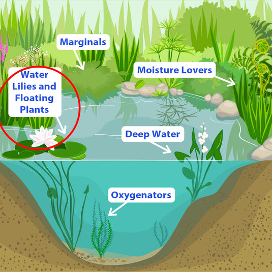 Duckweed | Pond Plant | Lemna minor