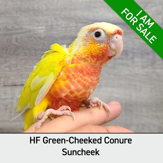 Hand Fed Green Cheeked Conure / Mutation - Pyrrhura molinae