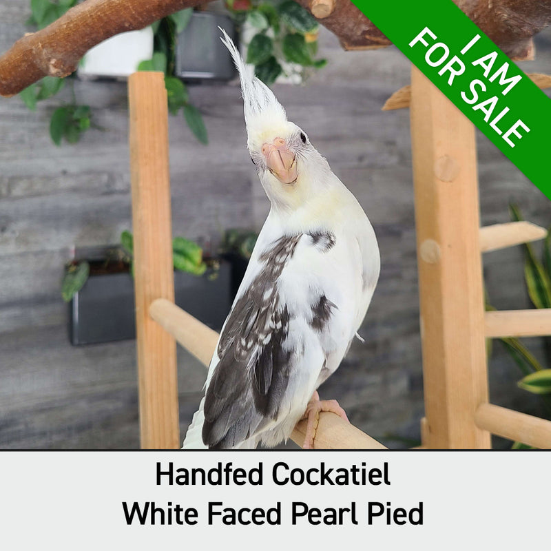 Load image into Gallery viewer, #Mutation_White Faced Pearl Pied
