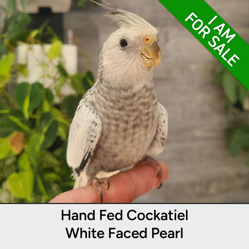 Load image into Gallery viewer, #Mutation_White Faced Pearl