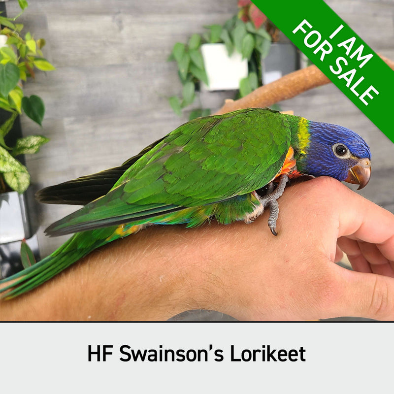 Load image into Gallery viewer, Hand Fed Swainson's Rainbow Lorikeet - Trichoglossus moluccanus
