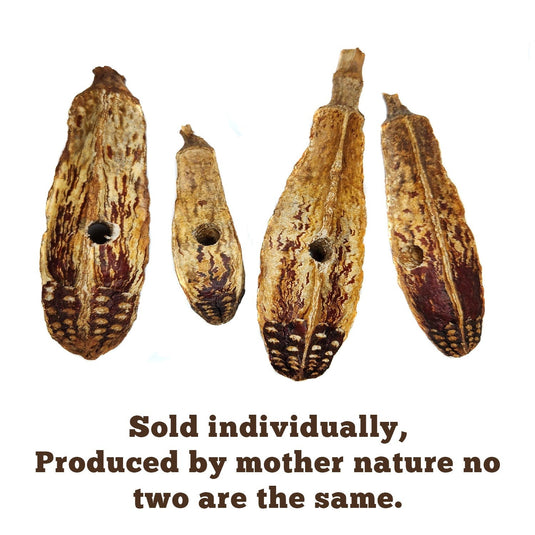 Mahogany Pods Parrot Toy Part