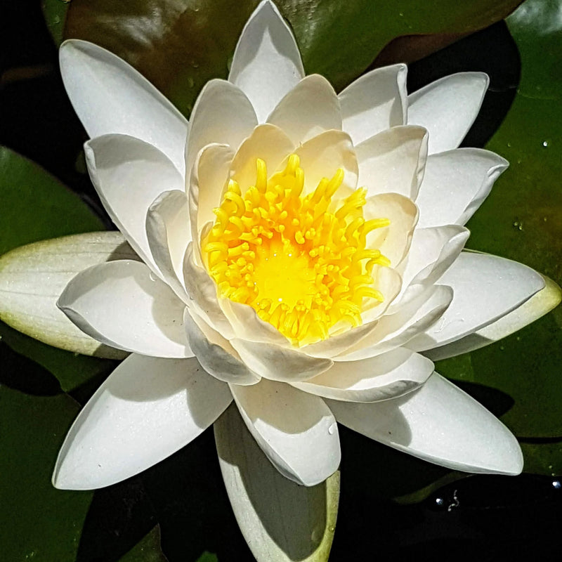 Load image into Gallery viewer, Gladstone | Nymphaea | Water Lily