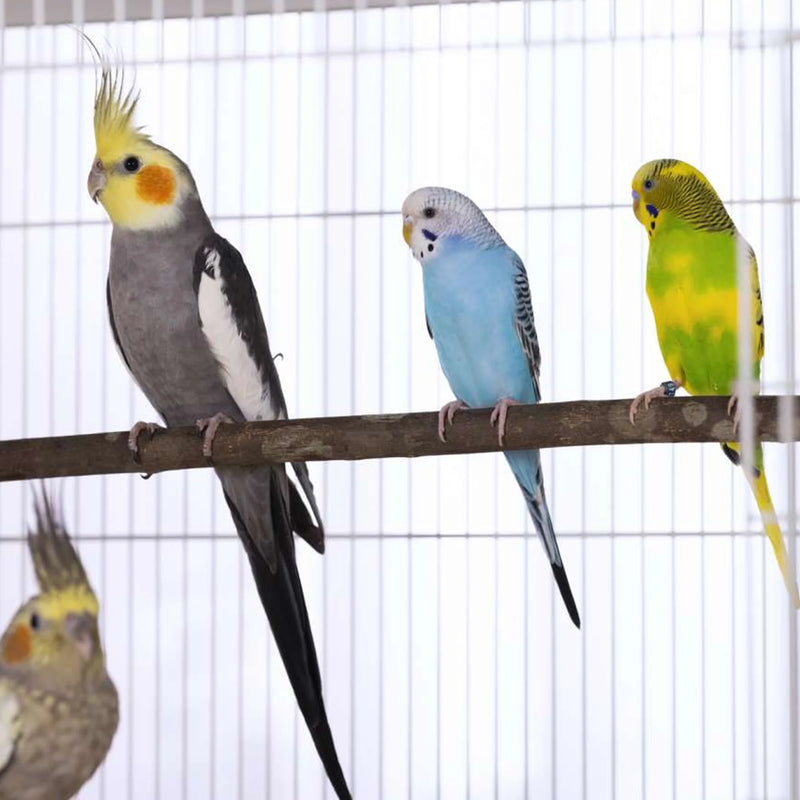 Load image into Gallery viewer, Prevue Hendryx Bird Flight Cage with Stand White - F041