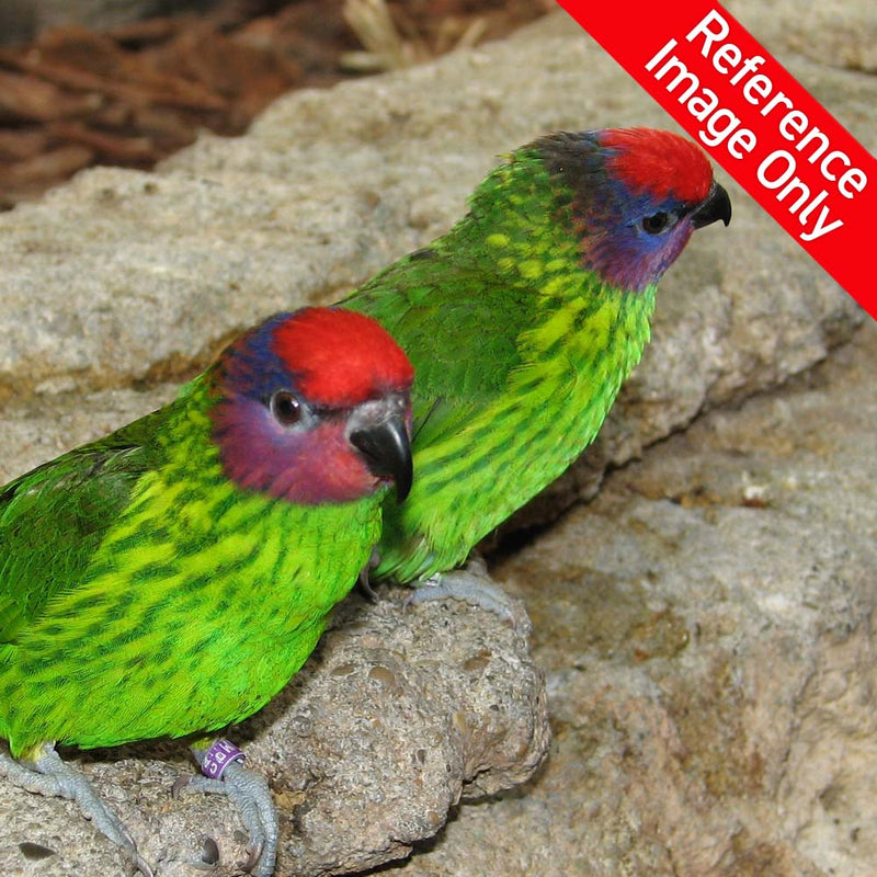 Load image into Gallery viewer, Hand Fed Goldie's Lorikeet - Psitteuteles goldiei