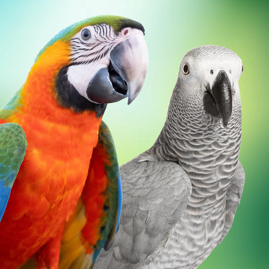 Large Companion Pet Birds