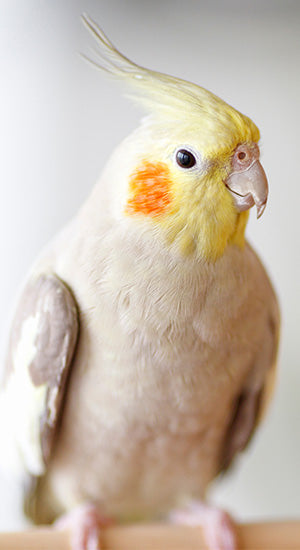 Pet Bird