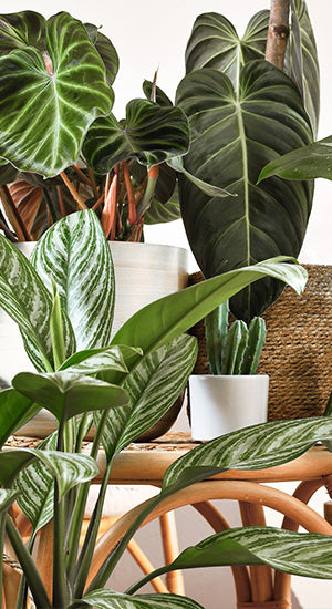 Plant