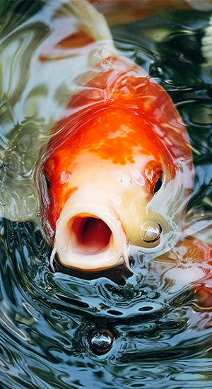 Pond