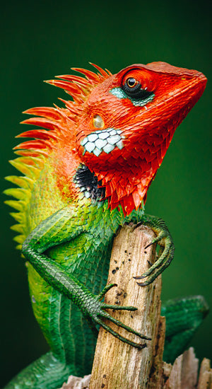 Reptile