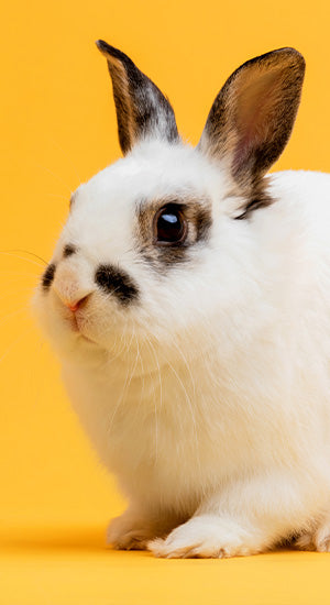 Small Animal
