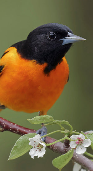 Wild Bird