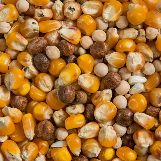 Pigeon Racing XX Mix 🍁