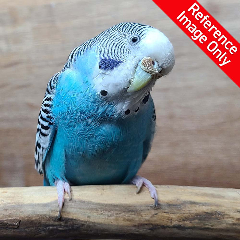 Load image into Gallery viewer, Mutation_Blue