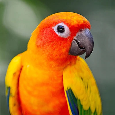 Pet Bird