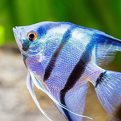Aquatics