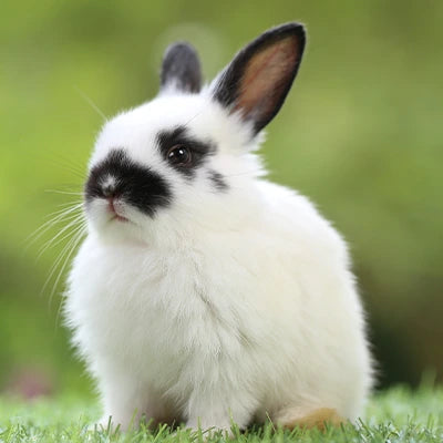 Small Animal