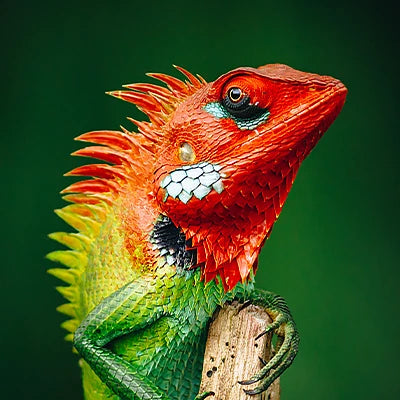Reptile