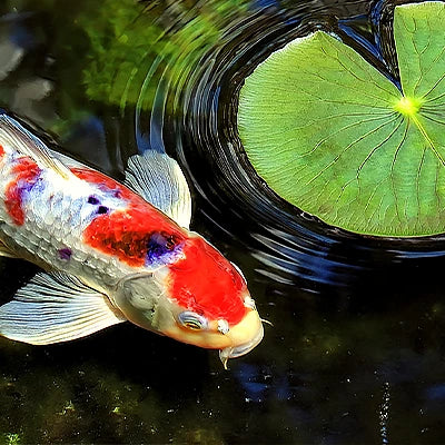 Pond