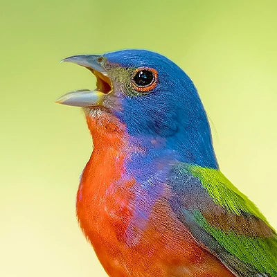 Wild Bird