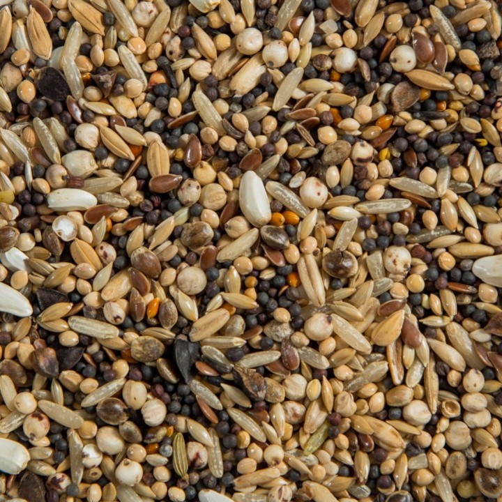 Load image into Gallery viewer, Pigeon Sneaky Mix Diverse Blend 🍁