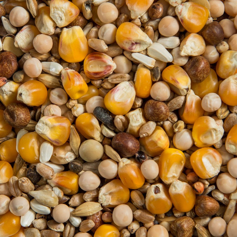 Load image into Gallery viewer, Pigeon Super Moulting Breeder Mix 🍁