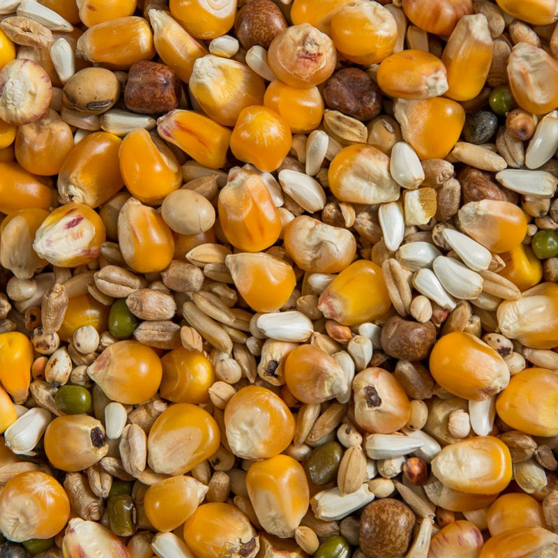 Load image into Gallery viewer, Pigeon Super Widowhood Mix 🍁