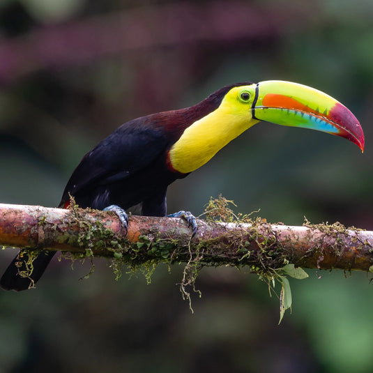 Colorful toucan perched on a branch with a blurred green background