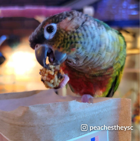 Lafeber's LIMITED EDITION Pumpkin Spice Nutri-Berries Small Bird