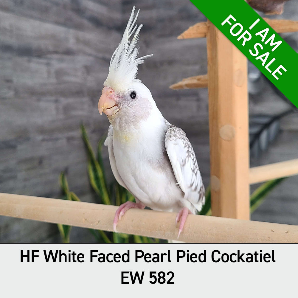 White Faced Pearl Pied Cockatiel White Pearl Cockatiel White