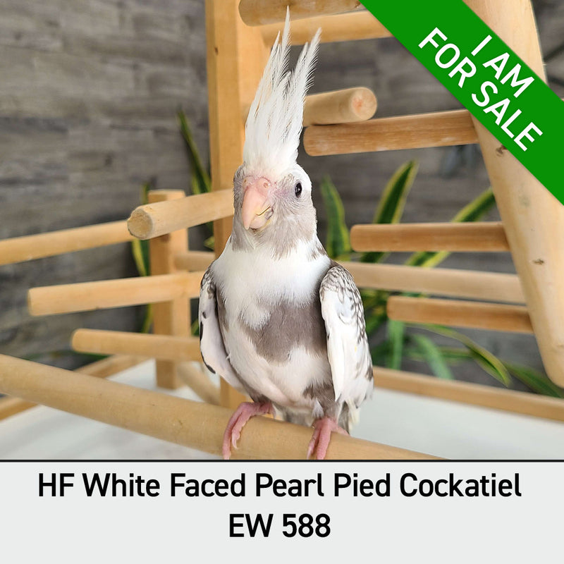 Load image into Gallery viewer, #Mutation_White Faced Pearl Pied