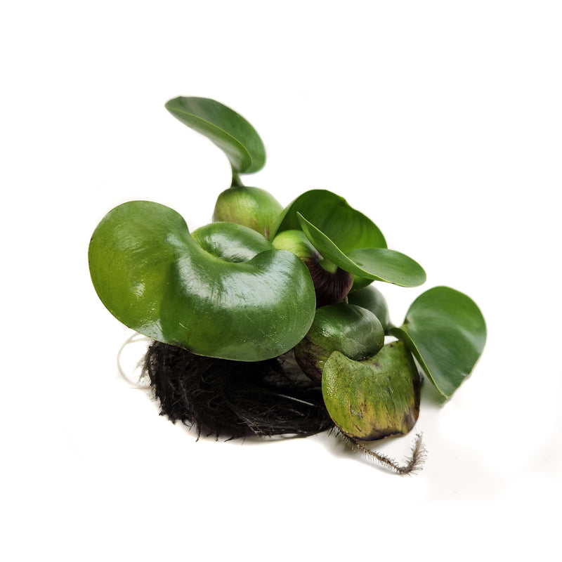 Load image into Gallery viewer, #Size_Water Hyacinth – Eichhornia crassipes ssp
